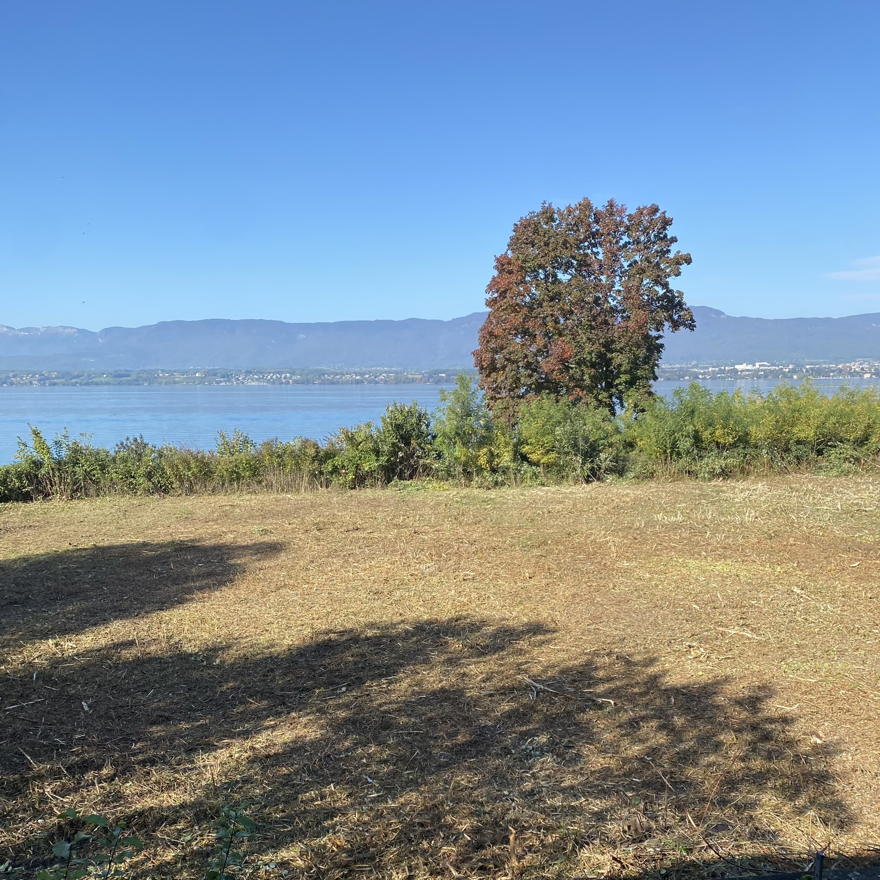 débroussaillage, élagage, entretien bois et fôret chablais, haute-savoie